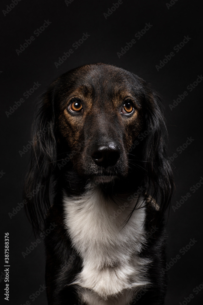 Beautiful mixed breed dog portrait on a black background, vertical studio shot. A cute friend with a multicolored coat looking in the camera Beautiful mixed breed dog portrait on a black background, vertical studio shot. A cute friend with a multicolored coat looking in the camera