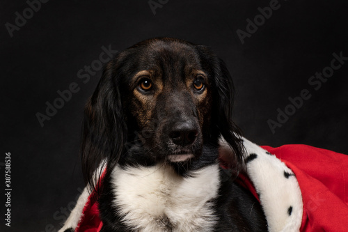 Royal dog wearing a red mantle on a dark black background. A portrait of a cute looking doggie looking up. King, queen, hoizontal studio shot