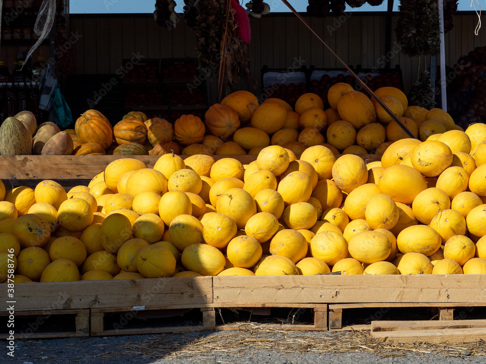 yellow melons at the agricultural fair