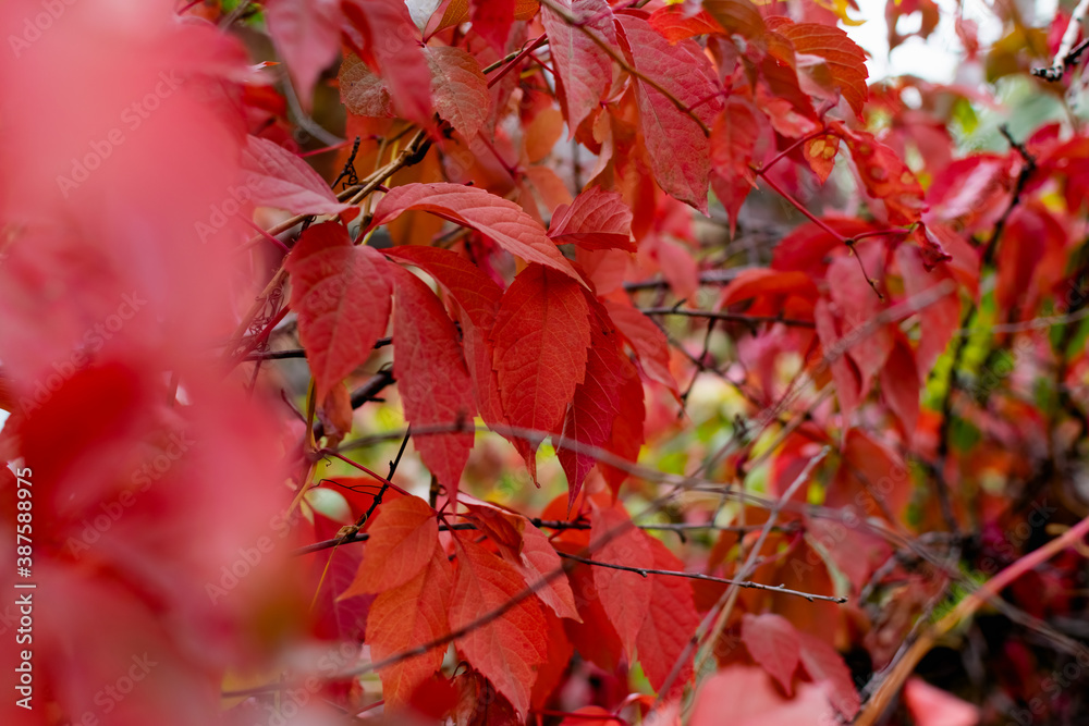 Fototapeta premium Red autumn leaves on the branches of red and Burgundy. Beautiful time of year in October. Autumn blurry background. Carved leaves close up in the fresh air