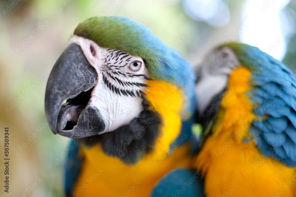 blue and yellow macaw