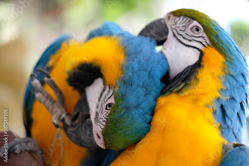 blue and yellow macaw © Hendra