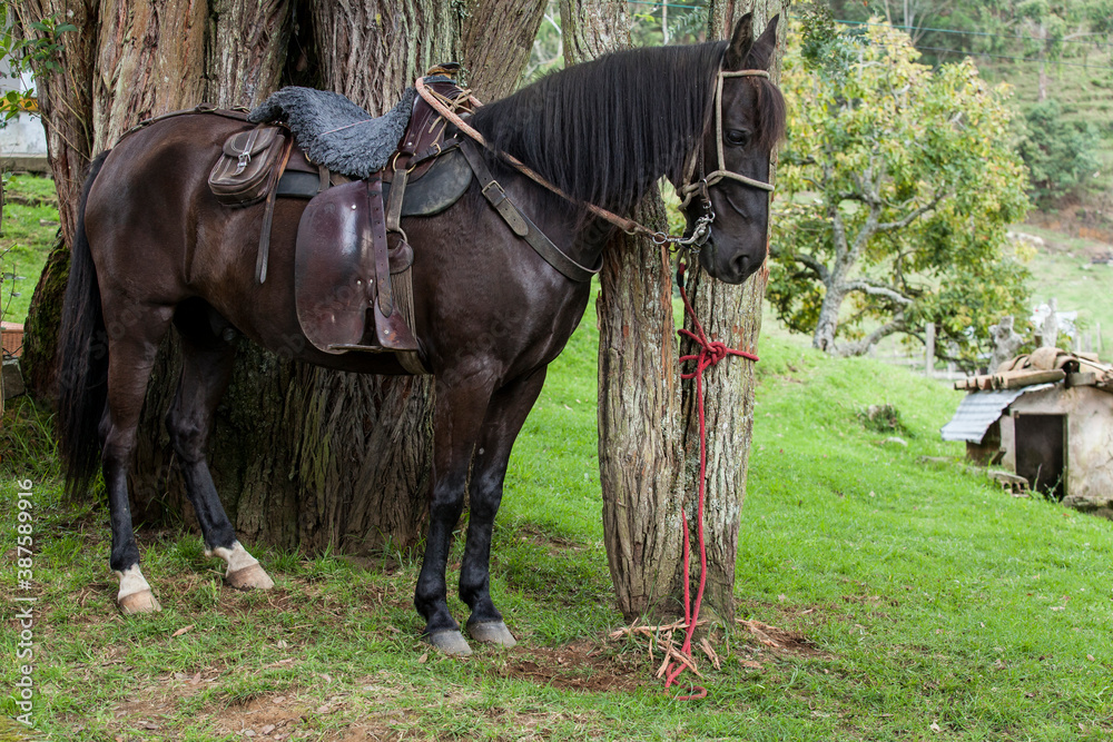 Beautiful saddled black horse; attached to a tree. Beautiful saddled black horse; attached to a tree.