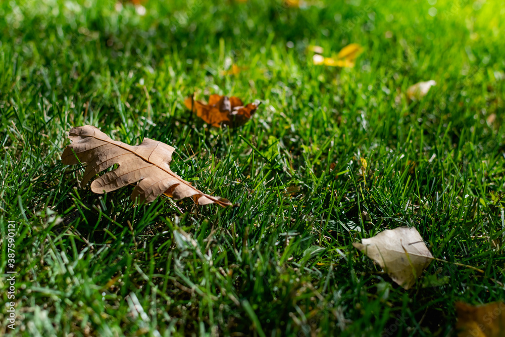 Obraz premium A green area with a natural grass lawn, strewn with yellow autumn leaves falling from trees in the sunlight. Beautiful time of year, autumn and October