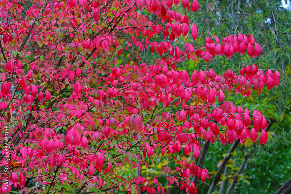Flaming red burning bush euonymus in the fall garden