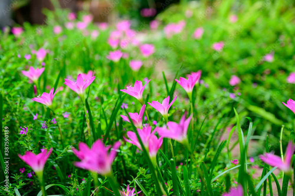 Garden of Rain Lily Flowers