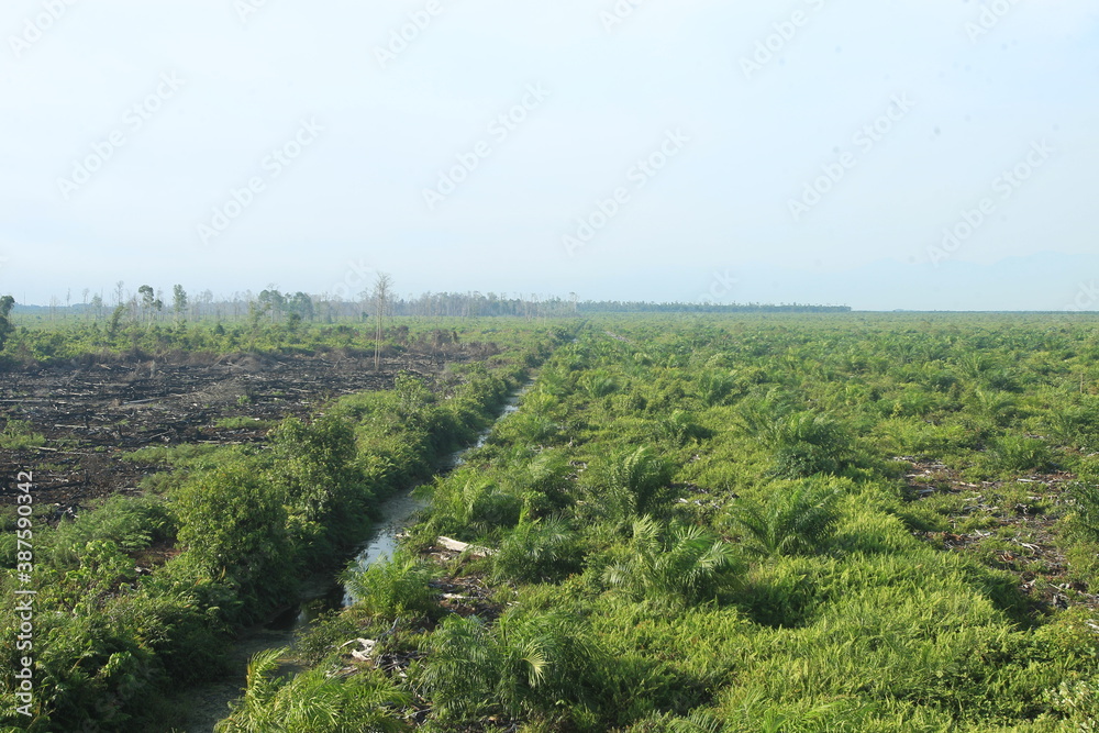 The Rawa Tripa peat forest, Aceh as a natural fortress, played an important role in reducing water from the tsunami disaster.
The Rawa Tripa peat forest, Aceh as a natural fortress, played an important role in reducing water from the tsunami disaster.