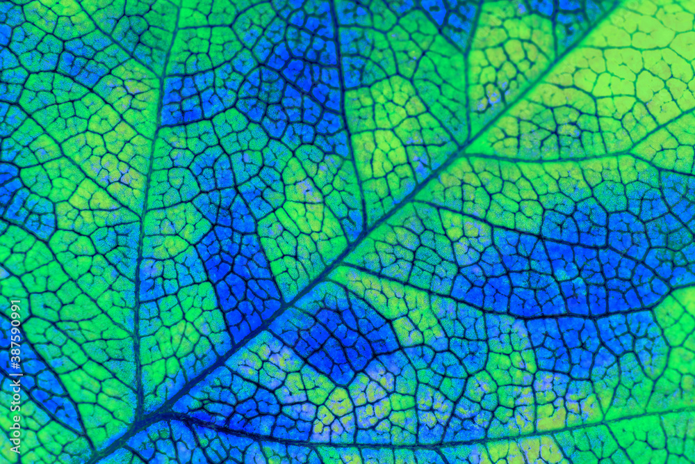 A leaf of a tree close-up. Vivid background or wallpaper about autumn. Mosaic blue and green pattern of a network of veins and plant cells. Unusual offbeat backdrop with inverted colors. Macro