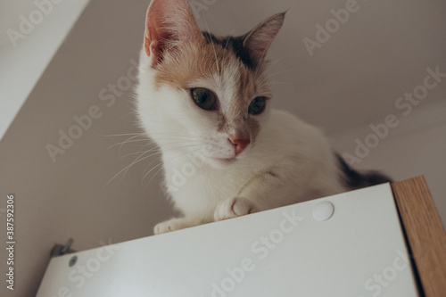 Fototapeta Naklejka Na Ścianę i Meble -  cat on a table