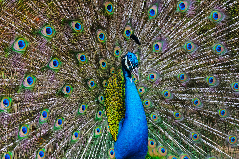 Obraz premium peacock with feathers