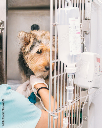Veterinarian quarantining a small dog inside the clinic.
