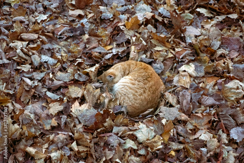 Cute ginger cat lying curled up in the autumn park on the colorful fallen leaves.