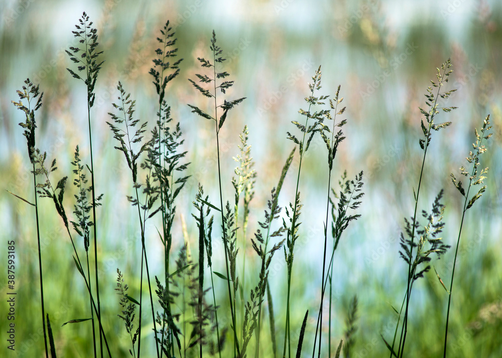 Fototapeta premium Herbes aquatiques en Dombes, France