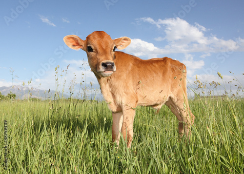 Leinwand Poster baby cow standing in field of long grass