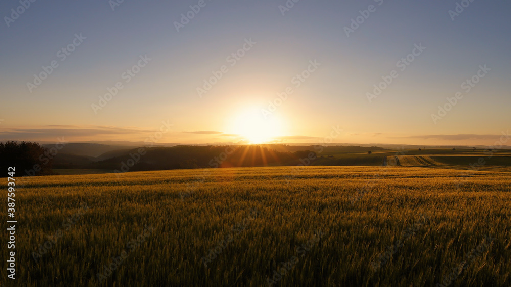 Beautiful sunrise over a yellow wheat field and a forest in Dommershausen, Hunsrück, Germany