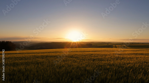 Beautiful sunrise over a yellow wheat field and a forest in Dommershausen, Hunsrück, Germany
