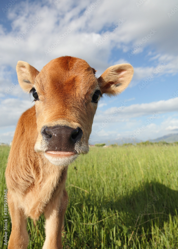 funny baby calf close-up in grassy meadow funny baby calf close-up in grassy meadow