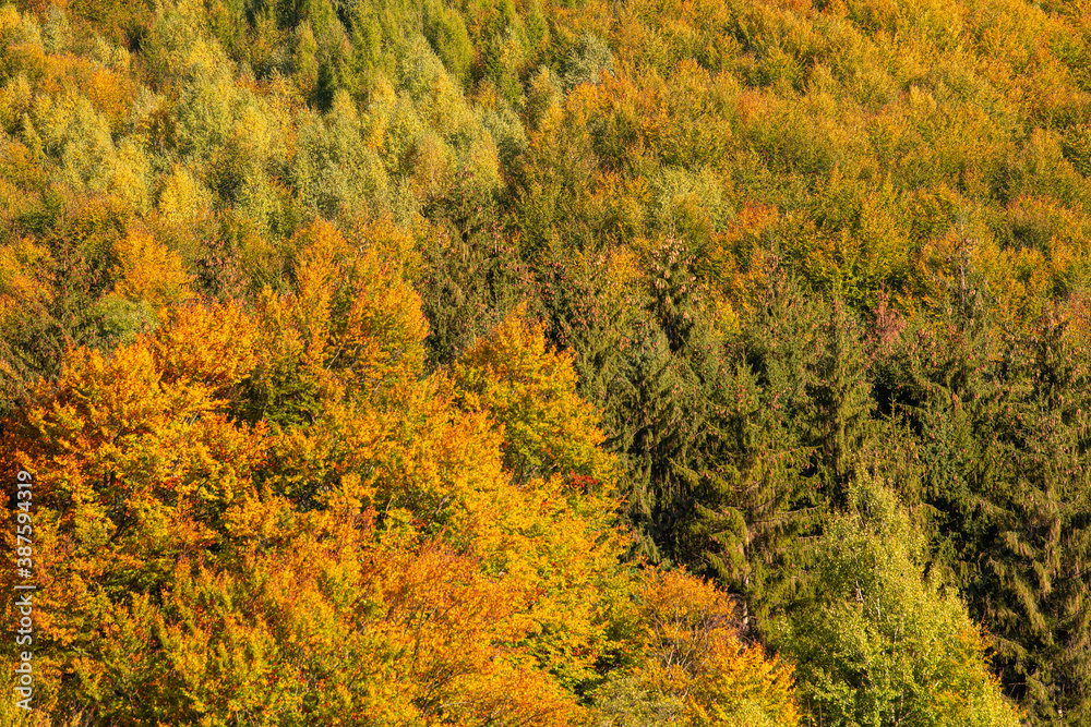 Autumn fall forest colors - background texture with amazing details of this season