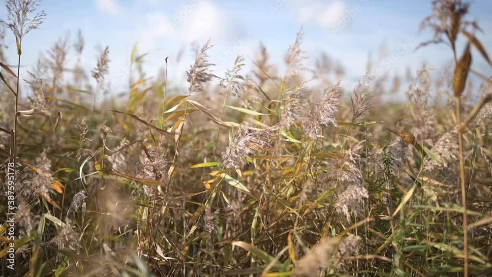 Schilf neigt sich im Wind in Zeitlupe Schilf neigt sich im Wind in Zeitlupe