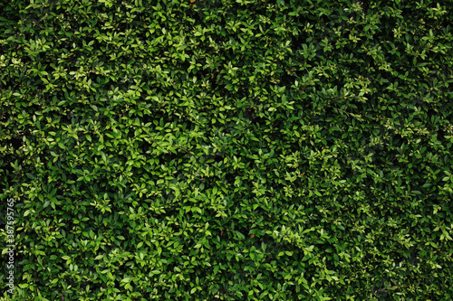 Green leave background , green tree fence