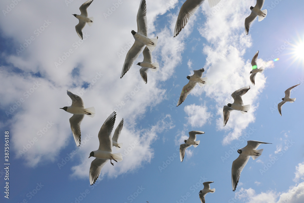 Fototapeta premium Seagulls on a background of sky with clouds 