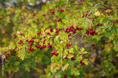 Close up of clusters of red berries against yellowing leaves of a tree in the autumn 