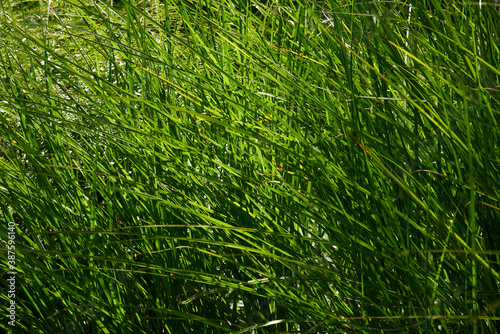 Green reeds on the lake shore near
