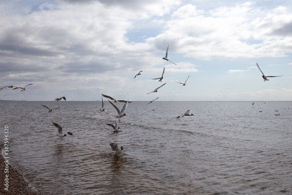 Seagulls fly over the Gulf of Finland. 
Birds on the background of the sky and waves