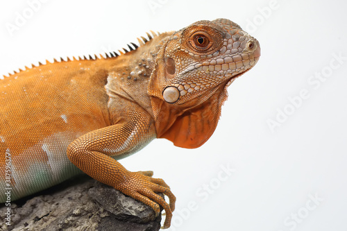 Fototapeta Naklejka Na Ścianę i Meble -  A red iguana (Iguana iguana) is sunbathing.