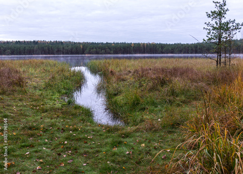 Fototapeta Naklejka Na Ścianę i Meble -  in the background a small bog lake in the early autumn morning, fog on the surface of the lake, dry grass, reeds and moss in the foreground, cloudy sky