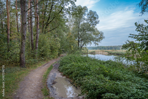 Forest road along the lake