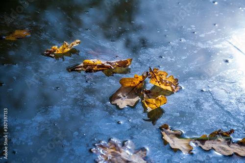 Texture of autumn leaves on the water.