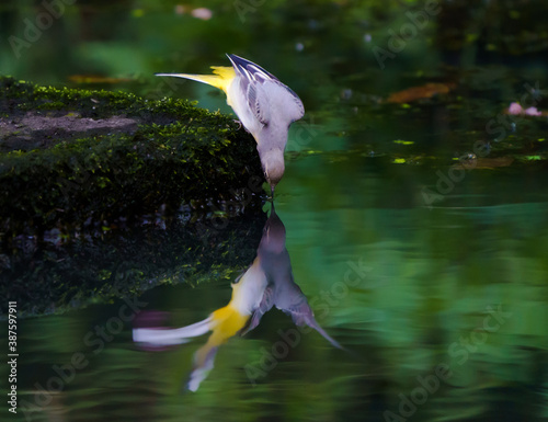 Grey Wagtail looking at its reflection in water 