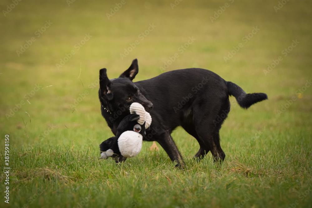 Black dog is running in nature with her toy. She is so cute dog. Black dog is running in nature with her toy. She is so cute dog.