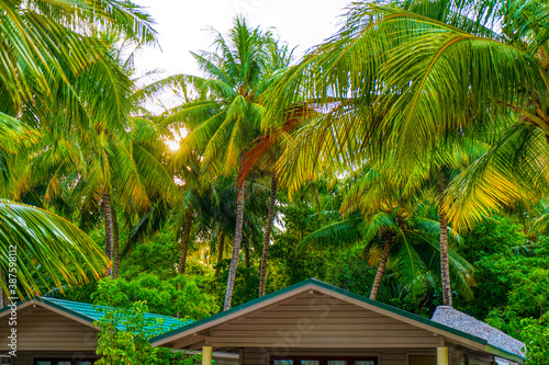 Tropical bungalow on the amazing beach with a palm tree