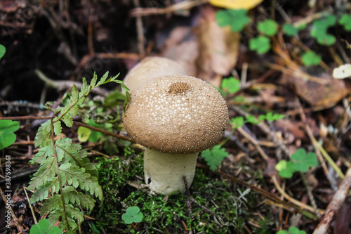 mushroom Lycoperdon, puffball, in the autumn forest, shallow dof