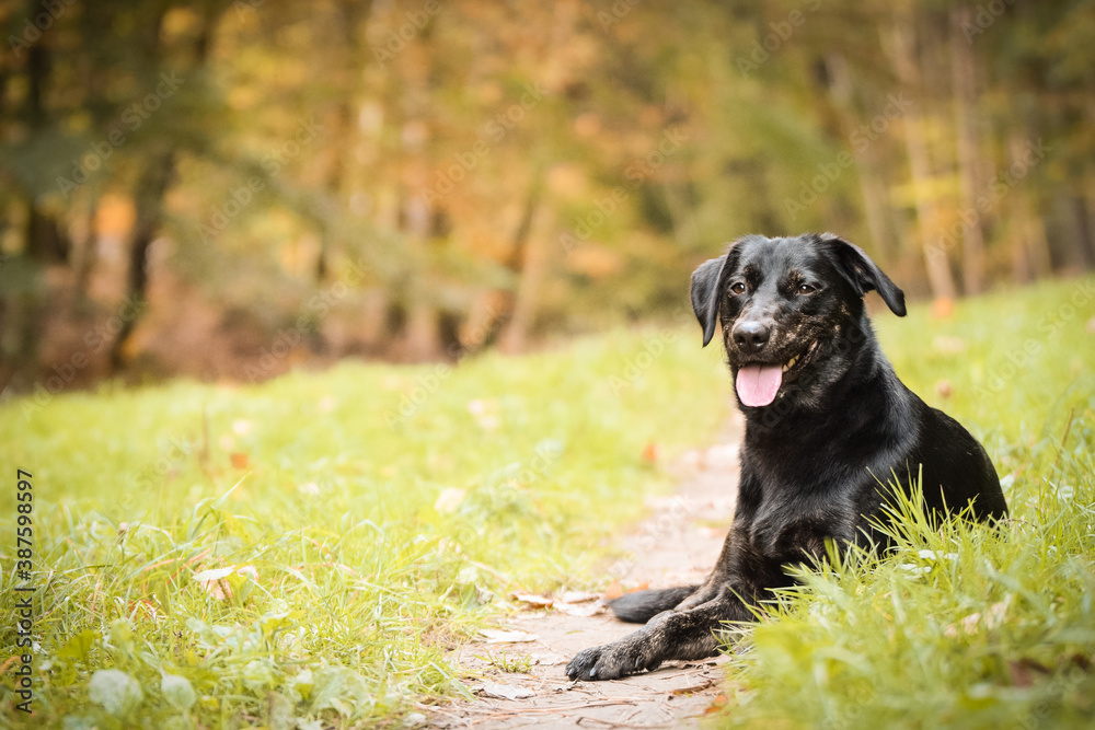 Black dog is lying in nature around are leaves. She is so cute dog. Black dog is lying in nature around are leaves. She is so cute dog.