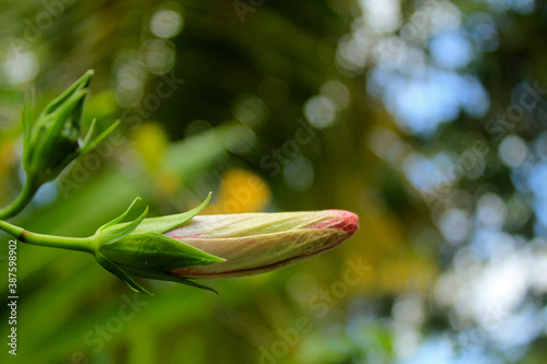 close up of a bud of a plant