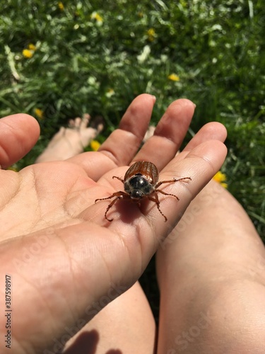 ant on a hand