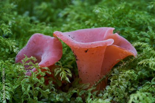 Edible mushroom Guepinia helvelloides in the wet spruce forest. Known as apricot jelly. Red mushroom growing in the moss.
