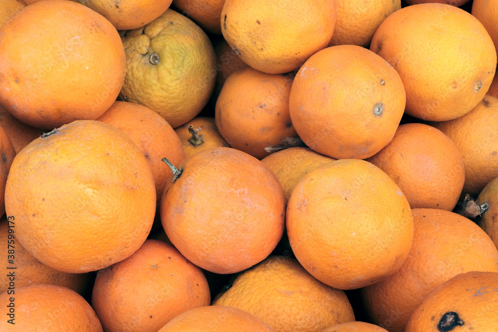 Lemons, oranges, citrus fruits . Harvesting, profitable business. Seasonal sale in supermarkets.