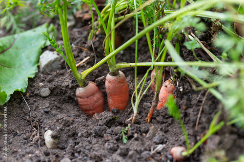 Canvastavla Carottes