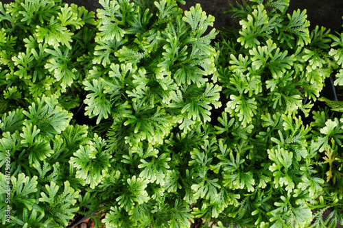Selaginella bryopteris is called Sanjeevni and Indian herb.