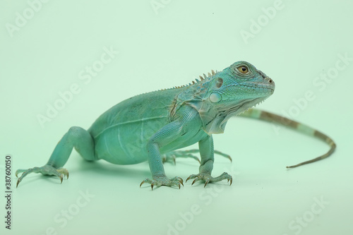 A blue iguana (Iguana iguana) with an elegant pose.