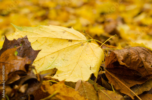 Yellow maple leaf  lying on the ground in autumn