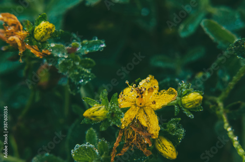 DEW DROPS ON FLOWERS - Wet autumn morning on a sunny meadow 