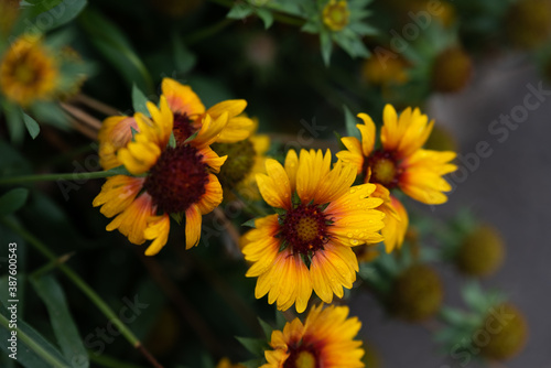 Flowers with leaves