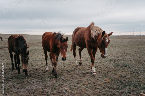 Three horses are walking forward. close-up. Trm horses look into the frame. Horses in the field.