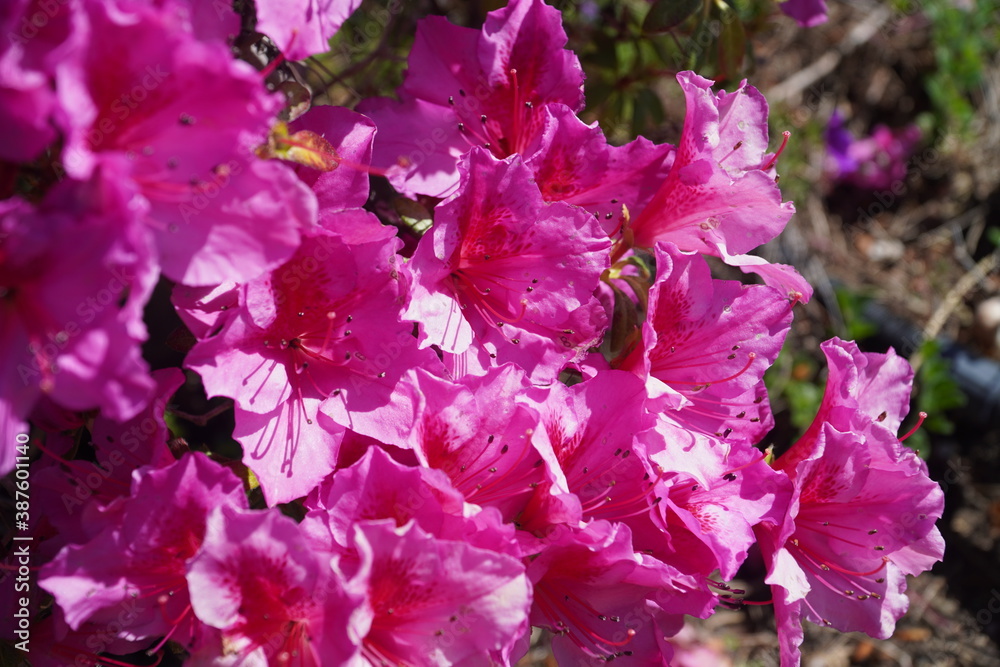 Los Angeles Lovely Flowers