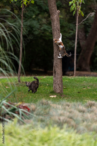 Rural cats playing in the city garden